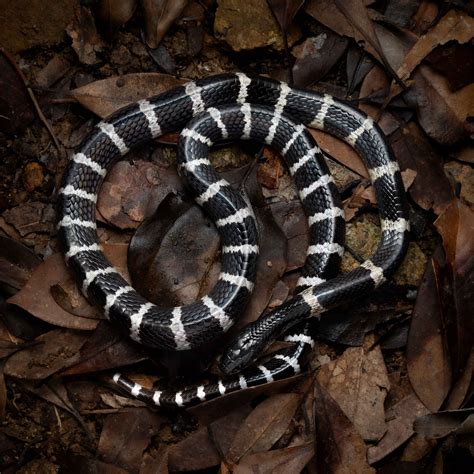 香港眼鏡蛇|辨認蛇類 — HongKongSnakeID.com